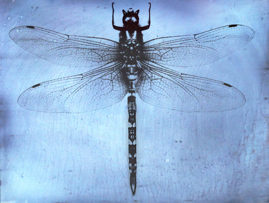 Limited Edition Dragonfly Print , Dragonfly #1