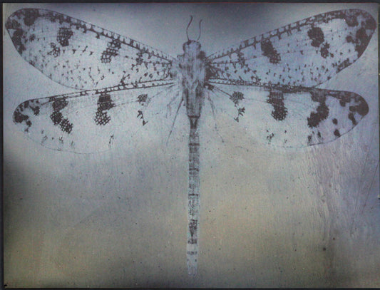 Limited Edition Dragonfly Print , Dragonfly #4