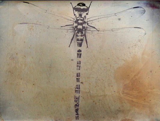 Limited Edition Dragonfly Print , Dragonfly #2