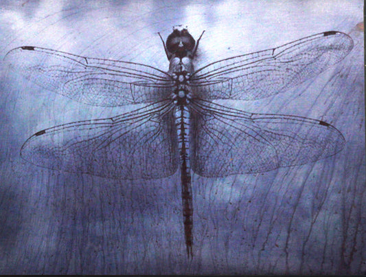 Limited Edition Dragonfly Print , Dragonfly #3